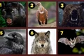 TEST Animalul pe care l alegi iti dezvaluie defectele  Sursa foto jagranjosh com jpg