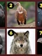 TEST Animalul pe care l alegi iti dezvaluie defectele  Sursa foto jagranjosh com jpg