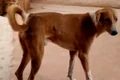 Ramu caine india jpeg