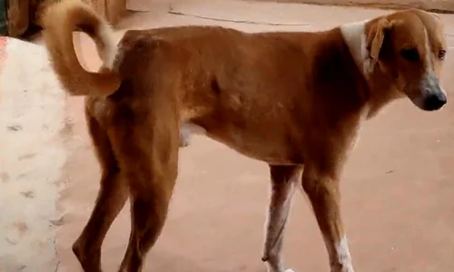 Ramu caine india jpeg