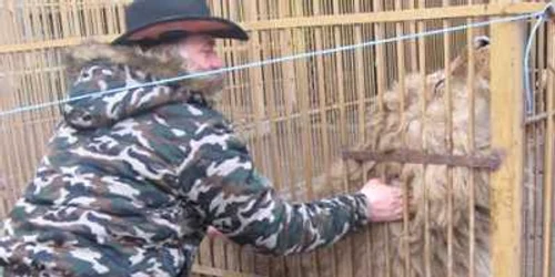 Dorin Şoimaru îşi alintă leii din propriul parc zoologic