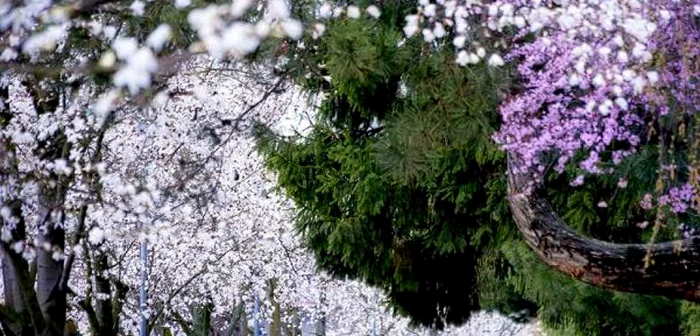 Timişoara a înflorit spectaculos FOTO Răzvan Vitionescu