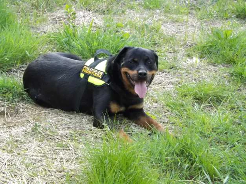 caine politia de frontiera mehedinti FOTO Alexandra Georgescu 