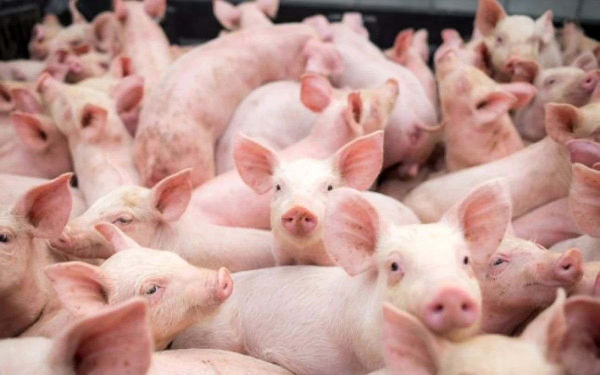 România este dependentă de importurile de produse alimentare de strictă necesitate, precum porcii