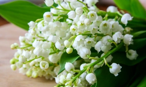 1 62300 original jpg jpeg