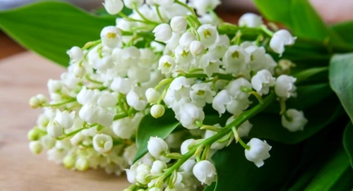 1 62300 original jpg jpeg