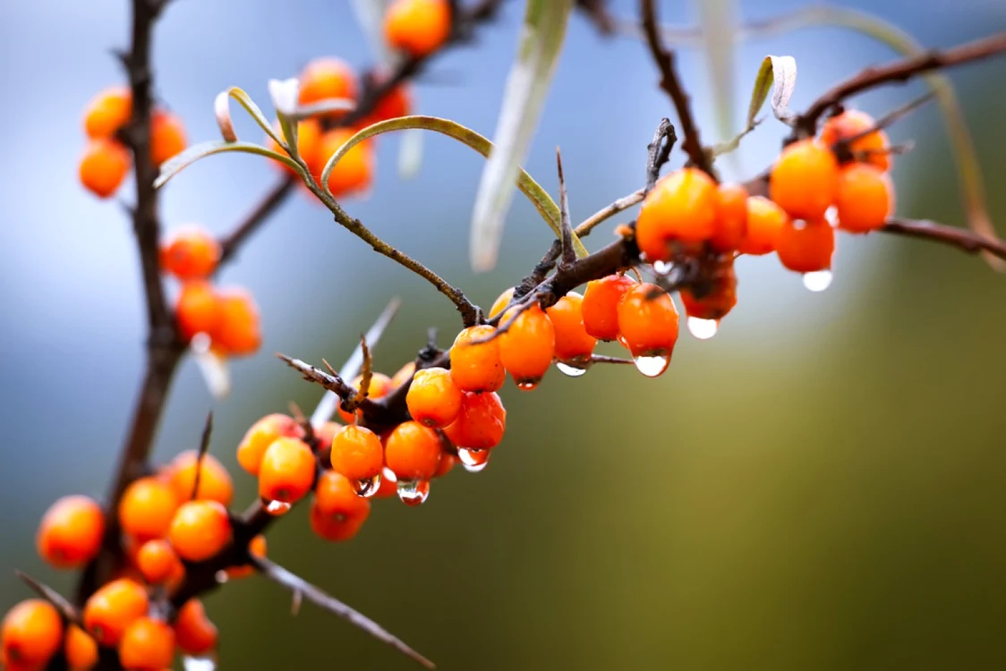 Beneficiile cătinei pentru organism sunt multiple FOTO: Shutterstock