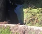 Imagini cu taurul salvat din bazinul cu apă din Creţeni - Vâlcea Foto ISU Vâlcea