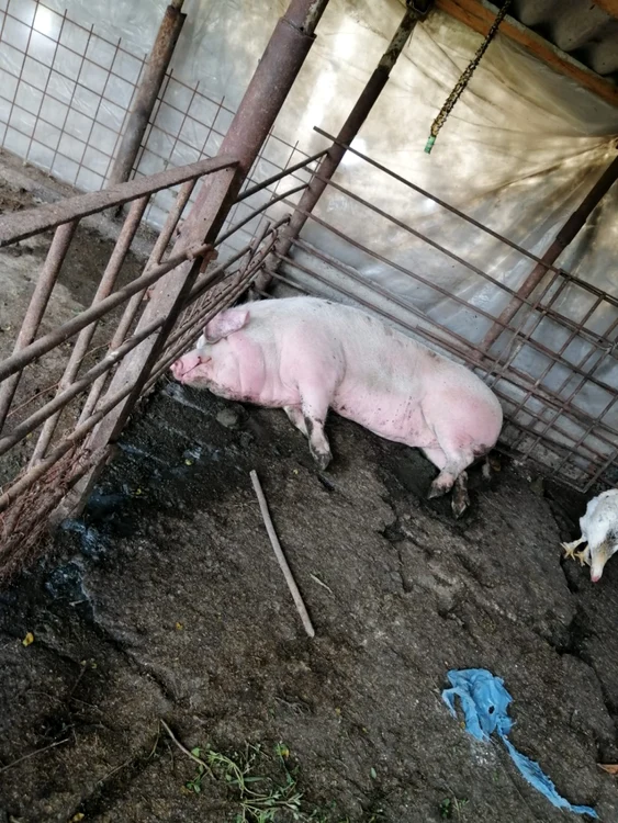 Arhivă adevarul.ro