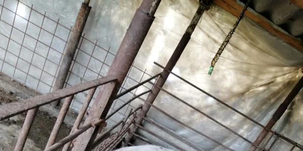 porc mort într-o gospodărie din cungrea olt