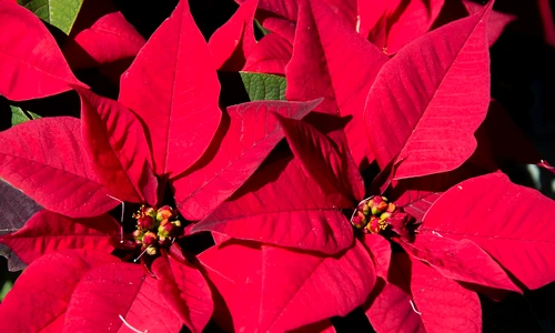 1 84479 original jpg jpeg