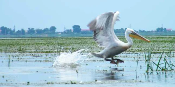 delta dunarii tulcea