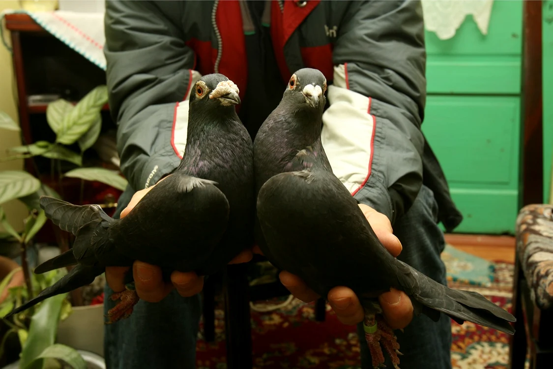 Porumbeii au fost furați înainte de concurs