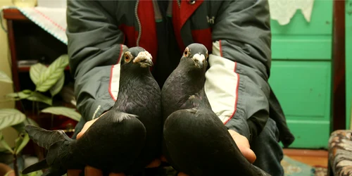 Porumbeii au fost furați înainte de concurs