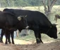 tanăr ucis de taur la mehedinti FOTO Corina Macavei