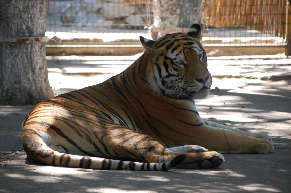 Alf, vedeta Parcului Zoo