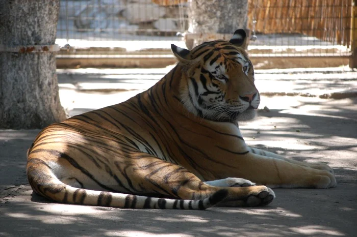 Alf, vedeta Parcului Zoo