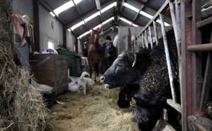 Britanicii „fie nu pot sau nu vor să lucreze la acea intensitate necesară pentru a câştiga salariul minim în agricultură”, susţine guvernul bulgar. FOTO Reuters