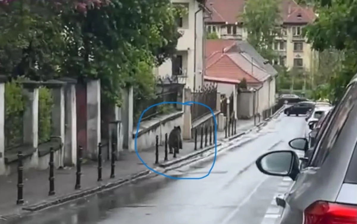 Un urs a fost filmat alergând printre mașini pe o stradă din Brașov
