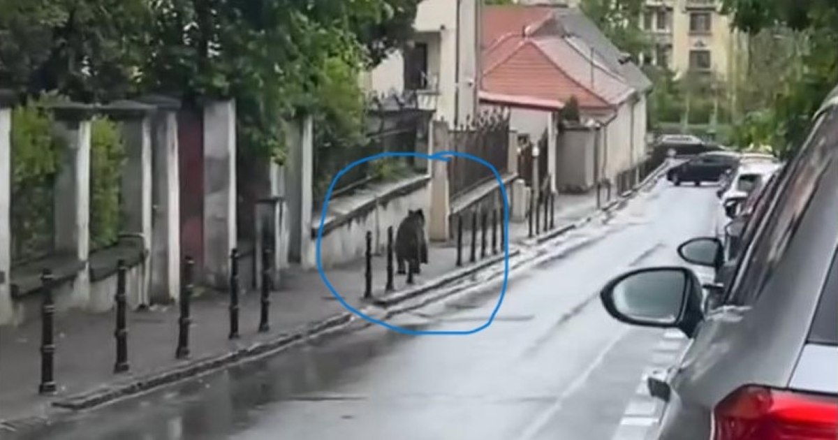 Un urs a fost filmat alergând printre mașini pe o stradă din Brașov