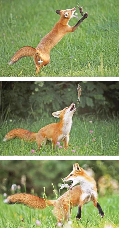 
    Puiul de vulpe şi-a devorat prada dintr-o înghiţiturăFoto: Guliver/Rexfeatures  