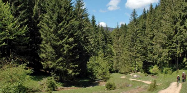 Teodor Năstase a obţinut 63.000 de hectare de teren împădurit din nordul judeţului Buzău