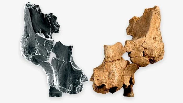 Oase fragmentare ale craniului FOTO: Maria D. Guillén 