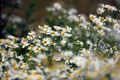 chamomile 5360418 640 jpeg