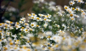 chamomile 5360418 640 jpeg