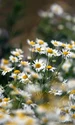 chamomile 5360418 640 jpeg