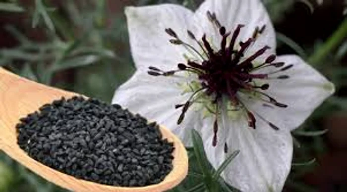 
    Chimenul negru, un tonic pentru tot organismul  