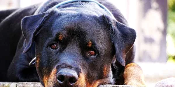 Caine Rottweiler FOTO Pixabay