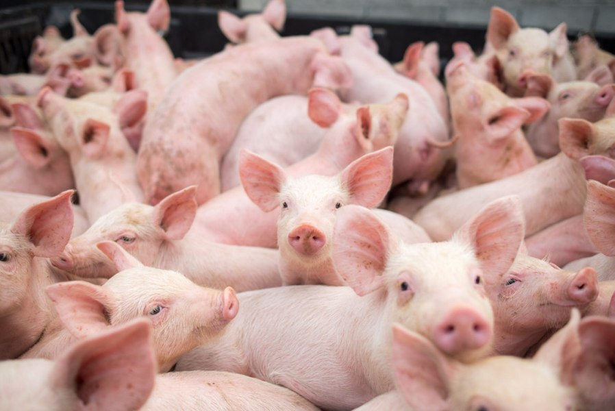 56 milioane de euro pentru crescătorii de porci și de găini. Condiții de finanțare