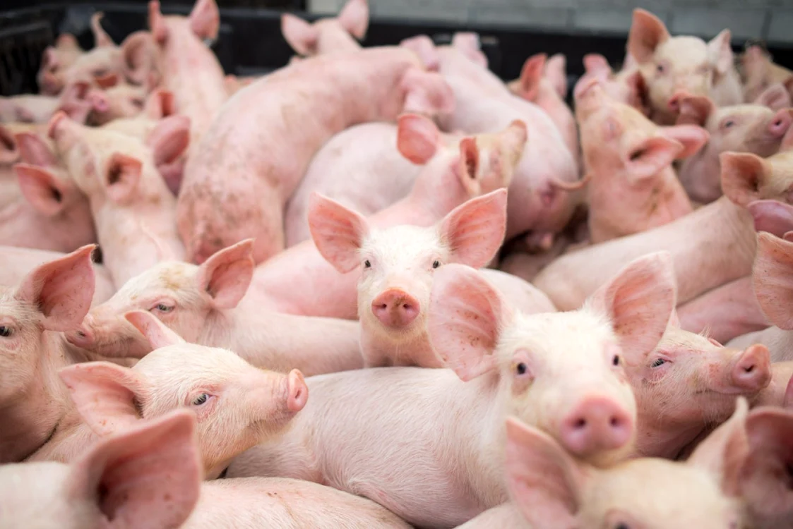 Mulți porci într-o fermă