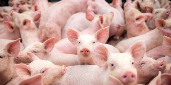 porci