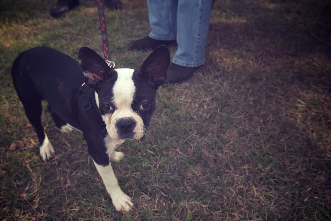 boston terrier 3081927 1280 jpg jpeg