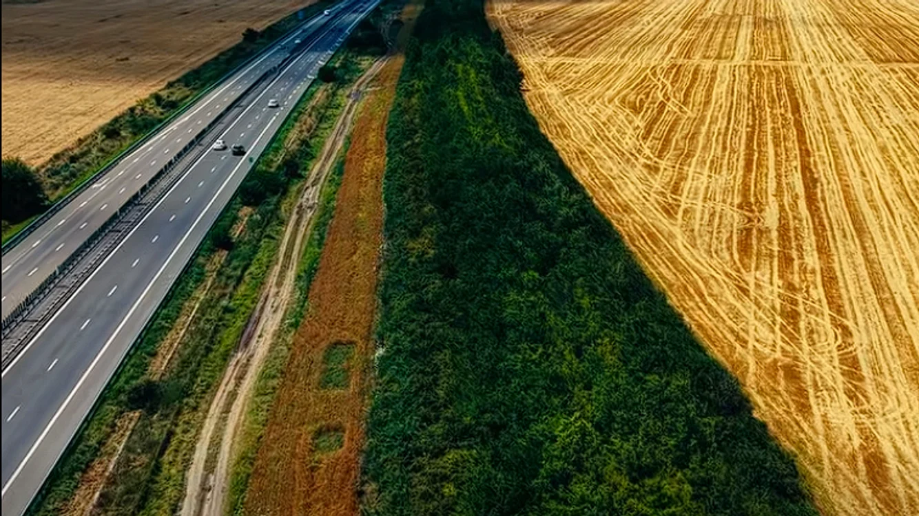 Care este rolul arborilor de pe Autostrada Soarelui/sursă foto: Romsilva