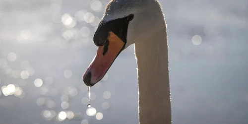 O lebădă bea apă dintr o gaură pe lacul îngheţat Warminster în Wiltshire Anglia FOTO Guliver Gettyimages Matt Cardy