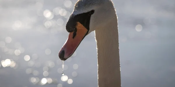 O lebădă bea apă dintr o gaură pe lacul îngheţat Warminster în Wiltshire Anglia FOTO Guliver Gettyimages Matt Cardy