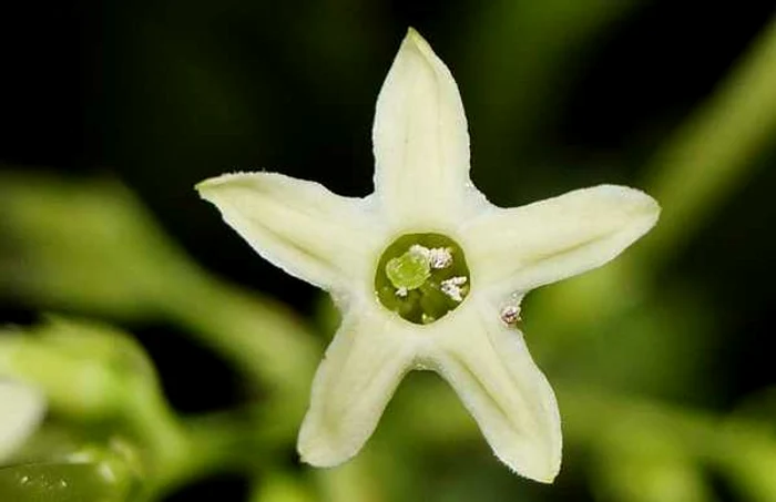 Cestrum nocturnum foto wikimedia commons