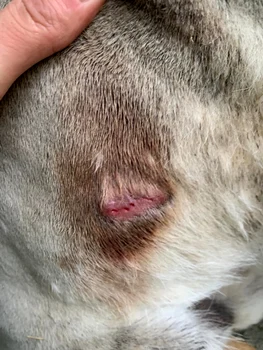 george burcea caine4 jpg