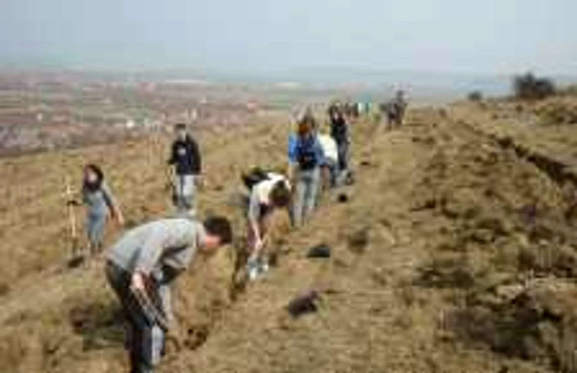 Plantările vor continua şi în viitor