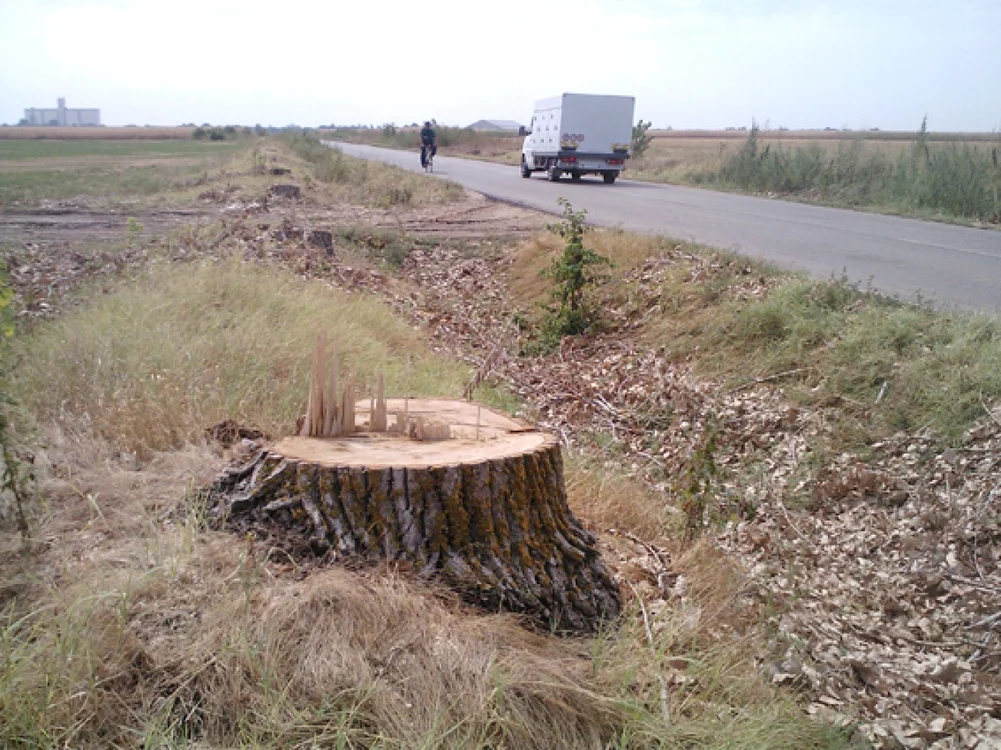 Hoţii au distrus plantaţia rutieră a unui drum judeţean din Iaşi. Foto: urziceniultau.ro