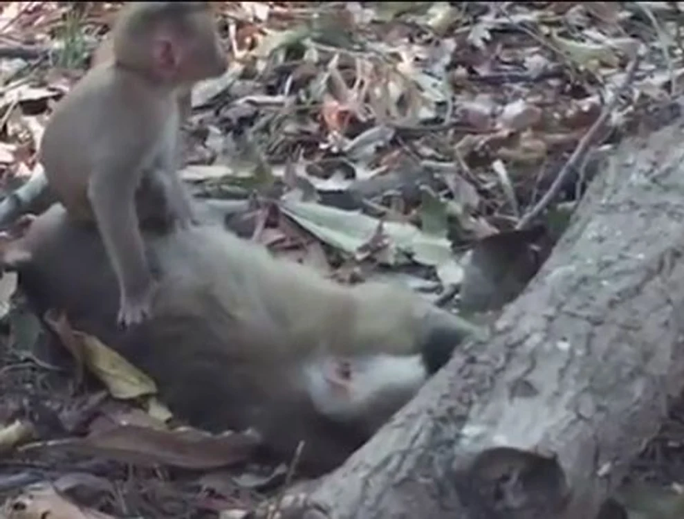 
    Maimuțica nu și-a părăsit mama nici după ce aceasta a muritFoto: captură video  