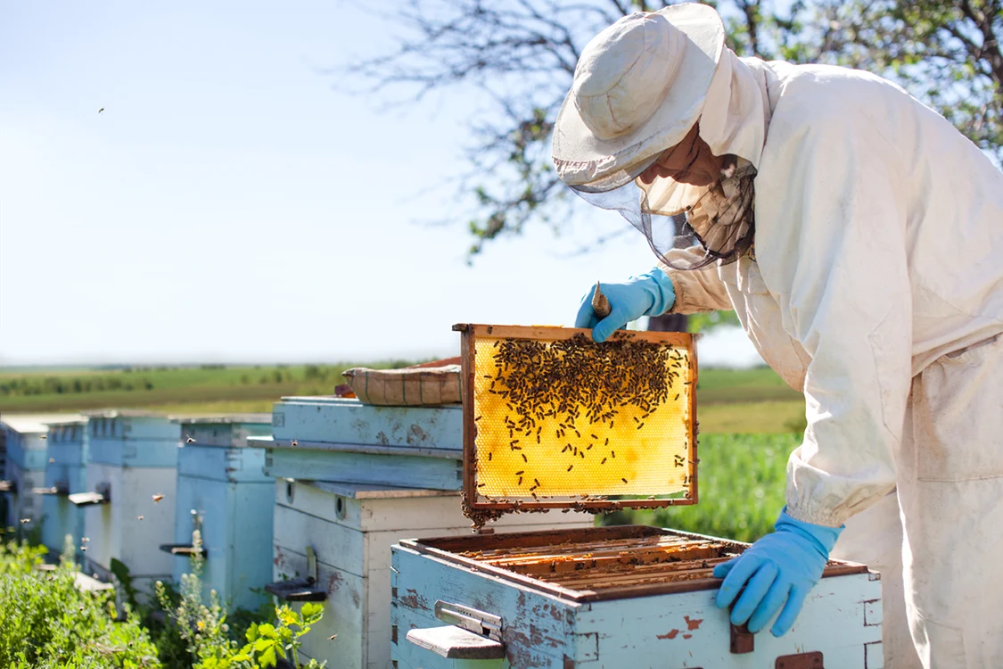Crescătorii de albine au  obţinut o producţie mai  mică la mierea de salcâm