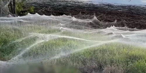 panza de paianjan oraşul Longford din regiunea Gippsland foto captura video