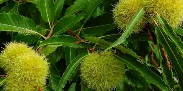 calarasi castane