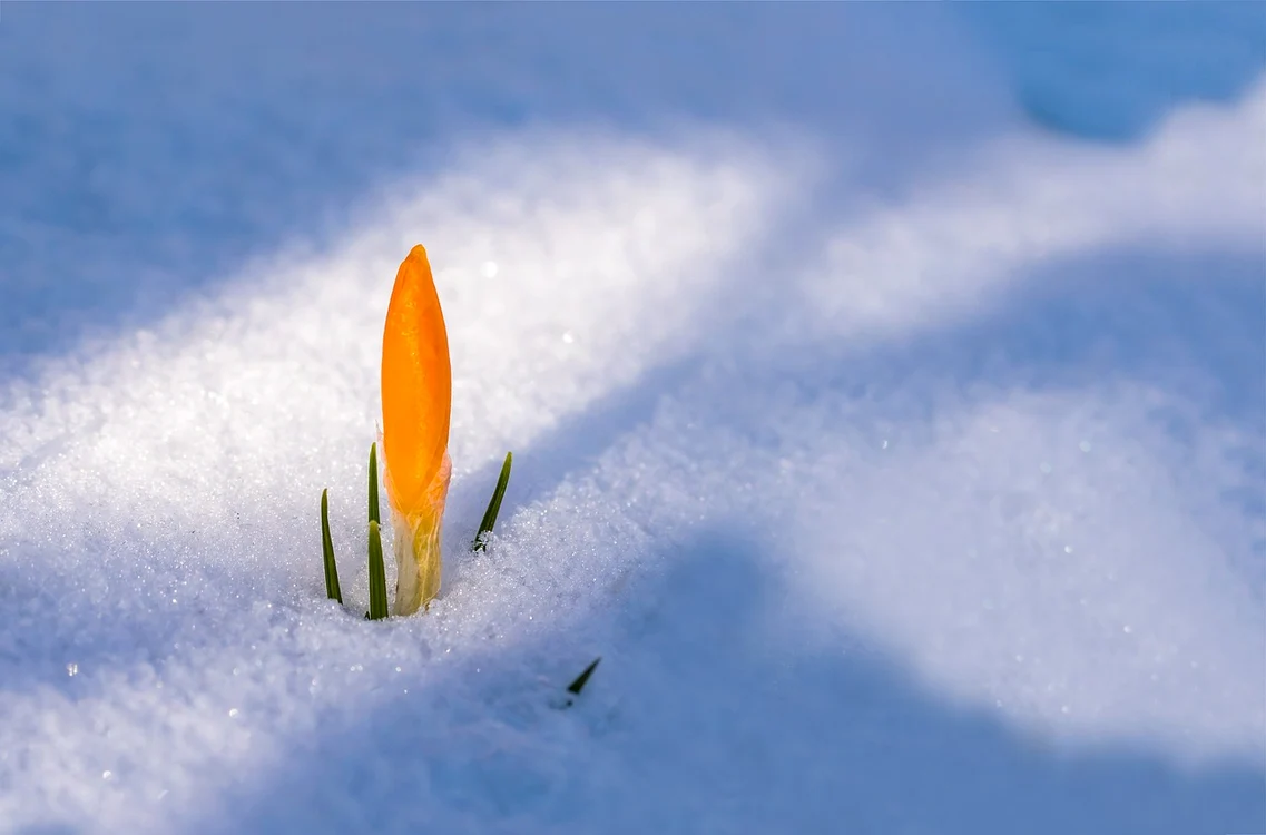 În mai multe zone ale țării va ninge / foto: Pixabay