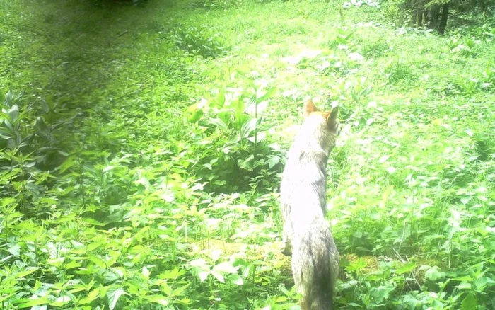 lupi in parcul national retezat