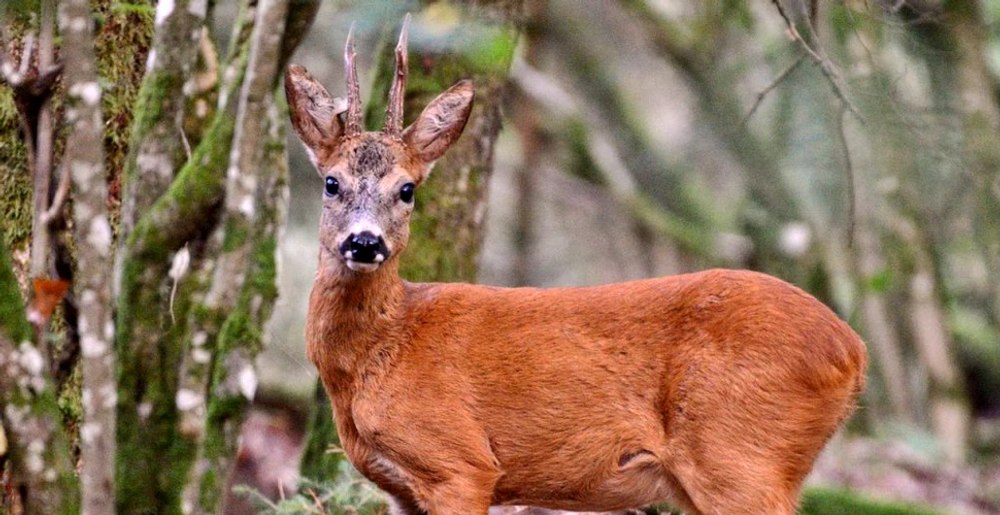 „Lătrat“ de căprior înregistrat în Parcul Natural Bucegi. Ce transmite animalul VIDEO